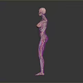 Pink Human Anatomy Model With Arms Outstretched Showing Internal Structures For Medical Education