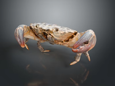Crab With Mottled Shell Texture And Large Claws On Dark Background With Reflection 3d model