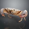 Crab With Mottled Shell Texture And Large Claws On Dark Background With Reflection