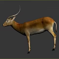 Realistic 3D Antelope Model With Orange White Fur And Curved Horns On Gray Background