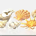Decorative Ornament Set With Natural Seashell Conch Scallop Starfish And Marine Designs