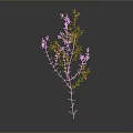 Tall Green Plant With Fresh Purple Small Flowers On Gray Background
