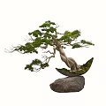 Artistic Bonsai Tree with Curved Trunk Pine Foliage in Boat Shaped Pot on Rock Base