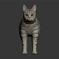 Striped Cat With Red Collar And Bell Standing On Shiny Surface Against Dark Background