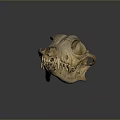 Detailed Mammal Skull Display With Natural Texture And Reflection On Dark Background