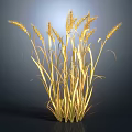 3D Rendered Golden Wheat Plant With Multiple Ears On Dark Background