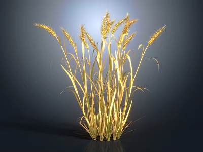 3D Rendered Golden Wheat Plant With Multiple Ears On Dark Background 3d model