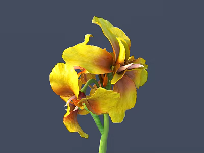 Vibrant Yellow And Brown Flowers With Green Stem In Bloom 3d model