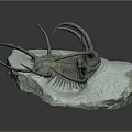 Trilobite Fossil Ancient Marine Creature Preserved in Stone Matrix with Spiny Appendages