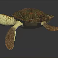 Colorful Sea Turtle With Patterned Shell And Flippers On Dark Background 3d model