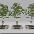 Three Trees In Modern Tree Planters With Concrete Wooden Structure And Metal Supports