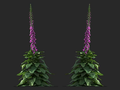 Vibrant Tall Foxglove Plants With Purple Flowers And Lush Green Leaves 3d model
