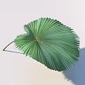 Green Fan Shaped Palm Leaf With Prominent Veins On Light Background