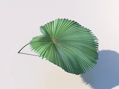 Green Fan Shaped Palm Leaf With Prominent Veins On Light Background 3d model