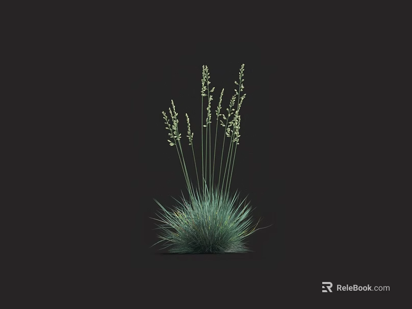 Grass Plant With Green Leaves Slender Stems And White Flower Spikes On Dark Background 3d model 