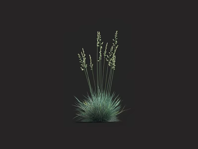 Grass Plant With Green Leaves Slender Stems And White Flower Spikes On Dark Background 3d model
