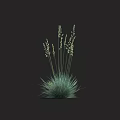 Grass Plant With Green Leaves Slender Stems And White Flower Spikes On Dark Background