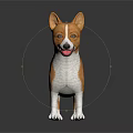Cute Brown and White Corgi Standing Against Black Background With Clear Reflection