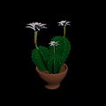 Three Green Cactus Plants Featuring Purple Flowers Growing in Brown Pot