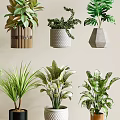 Stylish Modern Bonsai Potted Plants With Various Green Succulents And Decorative Planters