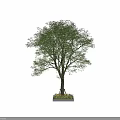 Tall Arbor Tree With Lush Green Leaves Thick Trunk And Surrounding Base Plants