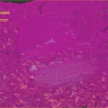 Cartoon Scene With Red Autumn Leaves Covered Ground Rock Moss And Green Plants