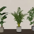 Different Types of Potted Plants in Various Planters Against Light-Colored Wall and Wooden Floor