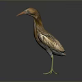 Realistic Brown Feathered Heron With Long Orange Beak And Yellow Legs Standing On Dark Reflective Surface