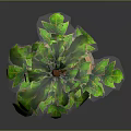 Lush Green Leaf Plant with Brown Straps and Orange Accents in Stone Pot