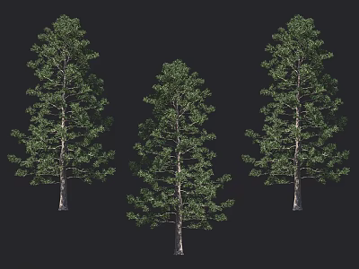 Three Tall Arbors With Dense Green Foliage And Strong Straight Trunks In Natural Scene 3d model