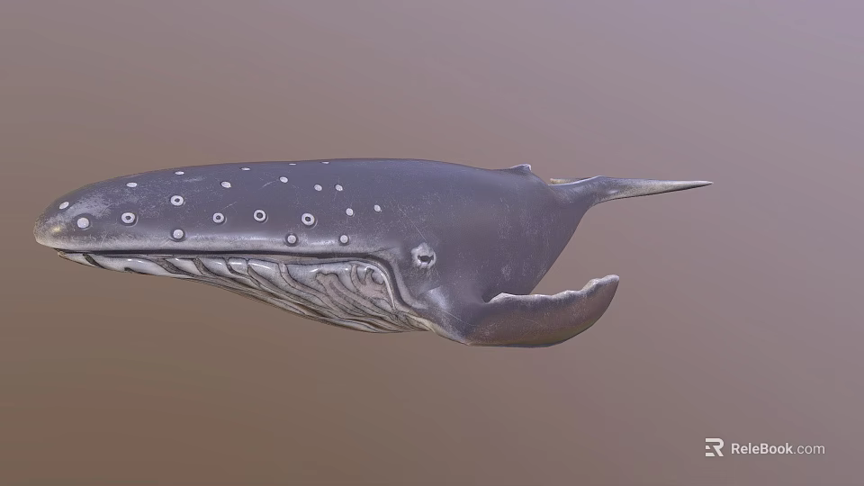 Detailed Spotted Humpback Whale Marine Animal Swimming In Ocean 3d model 