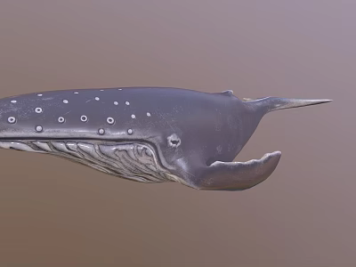 Detailed Spotted Humpback Whale Marine Animal Swimming In Ocean 3d model