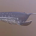 Detailed Spotted Humpback Whale Marine Animal Swimming In Ocean