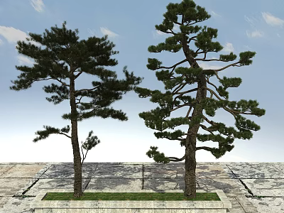 Two Tall Evergreen Trees on Stone Pavement with Grass Base and Blue Sky 3d model