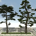 Two Tall Evergreen Trees on Stone Pavement with Grass Base and Blue Sky