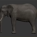 Detailed Realistic 3D Elephant Model Standing Isolated On Dark Background