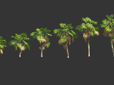 Row of Various Palm Trees with Green and Brown Leaves on Dark Background 3d model