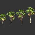 Row of Various Palm Trees with Green and Brown Leaves on Dark Background