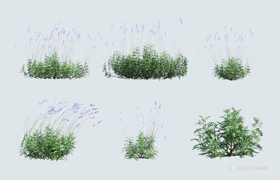 Varieties of Flowering Herbs with Purple Blooms and Green Foliage in Clusters 3d model 