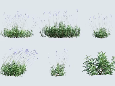 Varieties of Flowering Herbs with Purple Blooms and Green Foliage in Clusters 3d model
