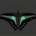 Vibrant Dark Winged Butterfly With Turquoise Green Spots On Gray Background