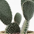 Cactus Bonsai Plant In Woven Beaded Pot With Green Spiky Foliage