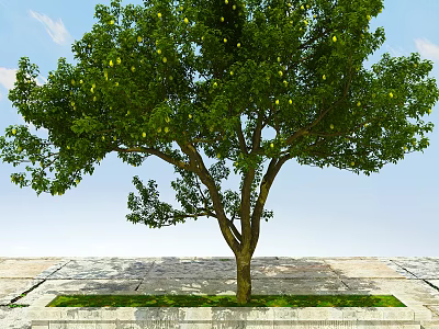 Tall Leafy Tree with Green Foliage and Yellow Fruits on Stone Pavement Under Blue Sky 3d model