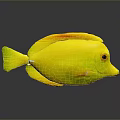 Vibrant Yellow Fish with Orange Fins and Sleek Body on Gray Background with Reflection