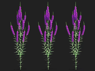 Three Purple Flowering Aquatic Plants With Green Stems And Leaves 3d model