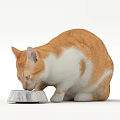 Small Reptile Lizard Eating Food From Metal Bowl On White Background