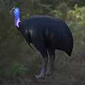 Flying Animal With Black Feathers Blue Neck And Pink Throat Standing On Grassland