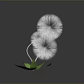 Three White Dandelion Like Flowers With Green Leaves On Dark Background And Reflection