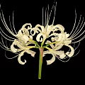 White Spider Lily With Long Filament Petals On Black Background