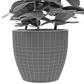 Potted Bonsai Plant with Lush Green Leaves Vibrant Patterns in Black Pot Detailed View